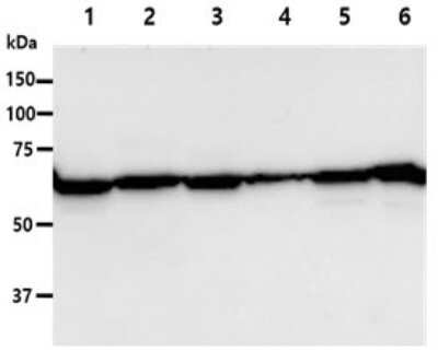 Western Blot: PGM1 Antibody (84G2)BSA Free [NBP2-59454]