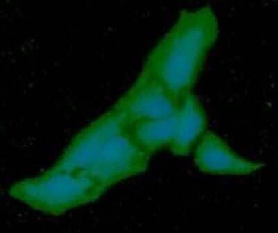 Immunocytochemistry/ Immunofluorescence: PGM1 Antibody (AT84G2) - BSA Free [NBP3-12868]