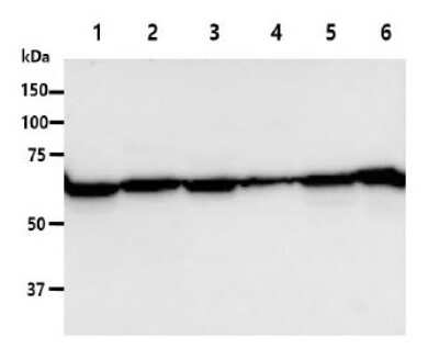 Western Blot: PGM1 Antibody (AT84G2)BSA Free [NBP3-12868]