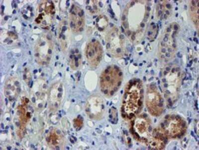 Immunohistochemistry-Paraffin: PGM3 Antibody (OTI1A11) [NBP2-03734]