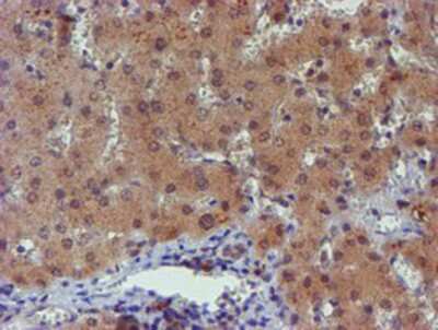 Immunohistochemistry-Paraffin: PGM3 Antibody (OTI1A11) [NBP2-03734]