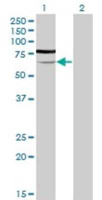 Western Blot: PGM3 Antibody (1E2-1B12) [H00005238-M01]