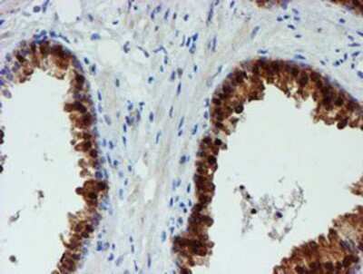 Immunohistochemistry: PGM3 Antibody (OTI1A11) - Azide and BSA Free [NBP2-73362]