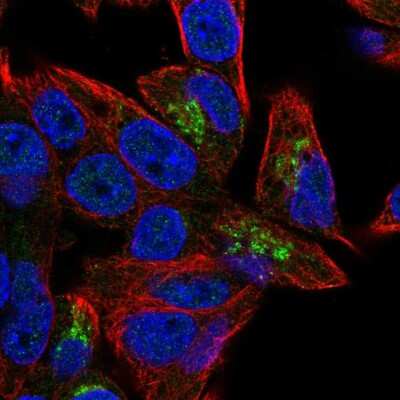 Immunocytochemistry/ Immunofluorescence: PGPEP-1 Antibody [NBP2-58518]