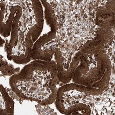 Immunohistochemistry-Paraffin: PGPEP-1 Antibody [NBP1-80936]