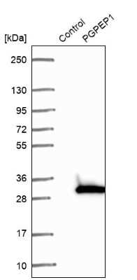 Western Blot: PGPEP-1 Antibody [NBP1-80936]