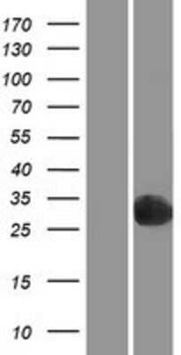 Western Blot: PGPEP-1 Overexpression Lysate [NBP2-06944]