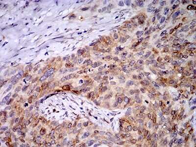 Immunohistochemistry: PGRMC1 Antibody (7G11G8) - BSA Free [NBP2-61779]