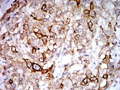 Immunohistochemistry: PGRMC1 Antibody (7G11G8) - BSA Free [NBP2-61779]