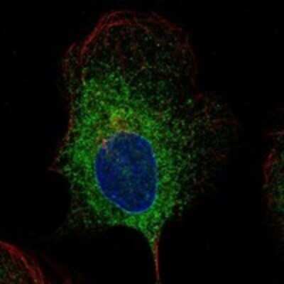 Immunocytochemistry/ Immunofluorescence: PGRMC1 Antibody [NBP3-17641]