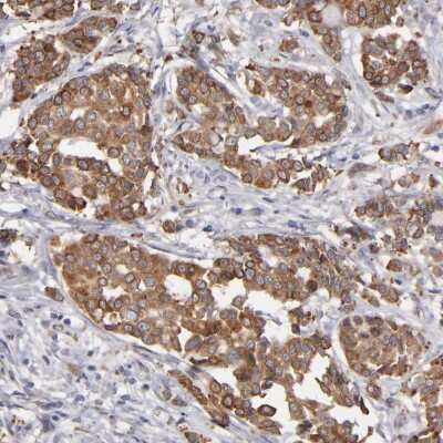 Immunohistochemistry-Paraffin: PGRMC1 Antibody [NBP1-83220]