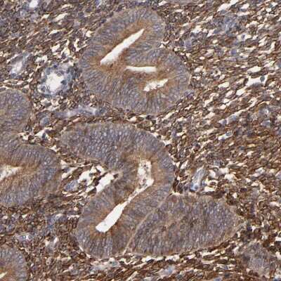 Immunohistochemistry-Paraffin: PGRMC1 Antibody [NBP1-83220]