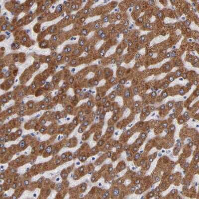 Immunohistochemistry-Paraffin: PGRMC1 Antibody [NBP1-83220]