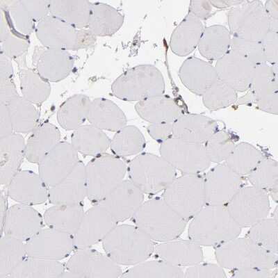 Immunohistochemistry-Paraffin: PGRMC1 Antibody [NBP1-83220]