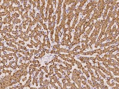 Immunohistochemistry-Paraffin: PGRMC1 Antibody [NBP2-97696]