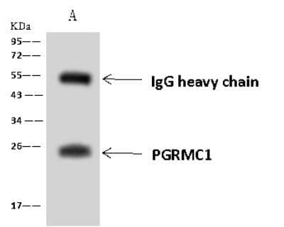 Immunoprecipitation: PGRMC1 Antibody [NBP2-97696]