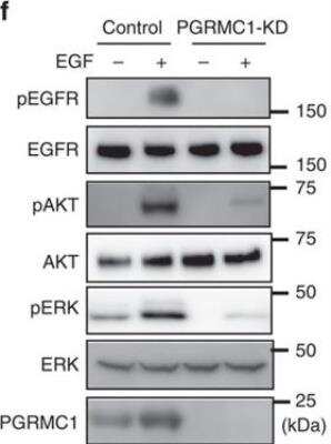 Knockdown Validated: PGRMC1 Antibody [NBP1-83220]