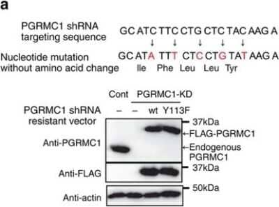 Western Blot: PGRMC1 Antibody [NBP1-83220]