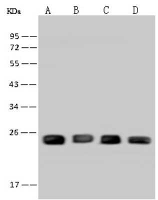 Western Blot: PGRMC1 Antibody [NBP2-97696]