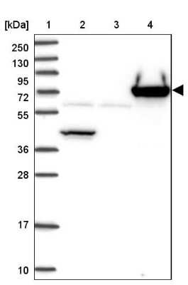 Western Blot: PGLYRP2/PGRP-L Antibody [NBP2-32042]