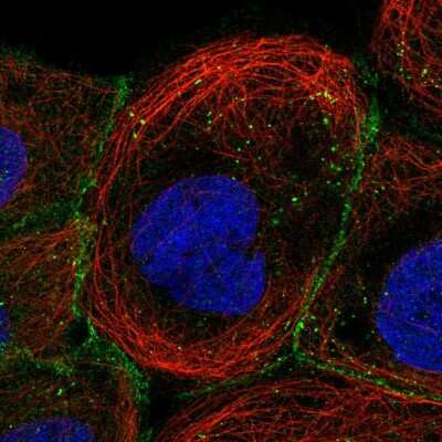 Immunocytochemistry/ Immunofluorescence: PGS1 Antibody [NBP1-85022]