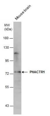 Western Blot: PHACTR1 Antibody [NBP3-12997]