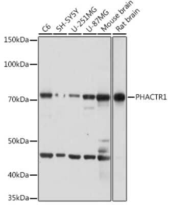 Western Blot: PHACTR1 AntibodyAzide and BSA Free [NBP3-15960]