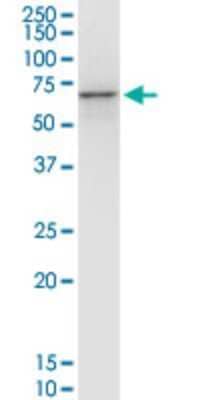 Western Blot: PHACTR2 Antibody (1B12) [H00009749-M10]