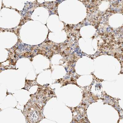 Immunohistochemistry-Paraffin: PHACTR2 Antibody [NBP1-86743]