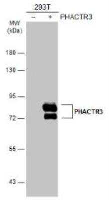 Western Blot: PHACTR3 Antibody [NBP2-19790]