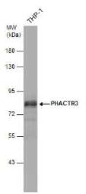 Western Blot: PHACTR3 Antibody [NBP2-19790]