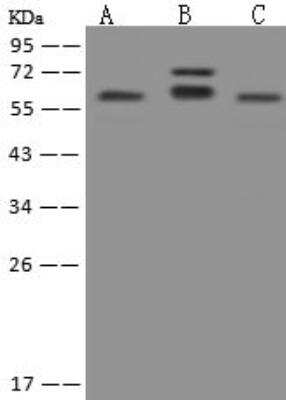 Western Blot: PHACTR3 Antibody [NBP3-12697]