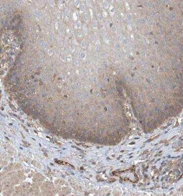 Immunohistochemistry-Paraffin: PHACTR4 Antibody [NBP1-82267]