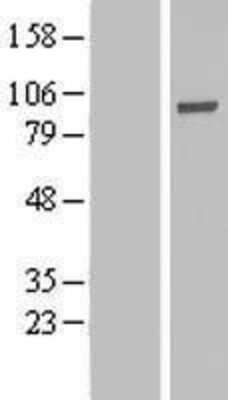 Western Blot: PHACTR4 Overexpression Lysate [NBL1-14347]