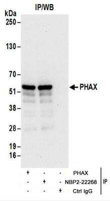 Immunoprecipitation: PHAX Antibody [NBP2-22268]