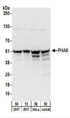 Western Blot: PHAX Antibody [NBP2-22268]