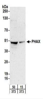 Western Blot: PHAX Antibody [NBP2-22268]