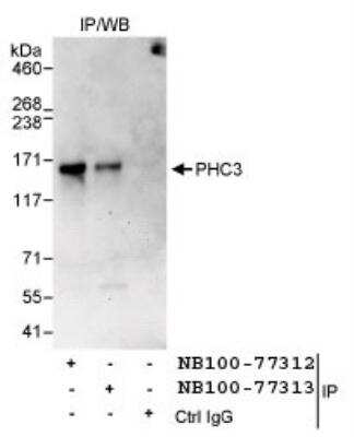 Immunoprecipitation: PHC3 Antibody [NB100-77313]