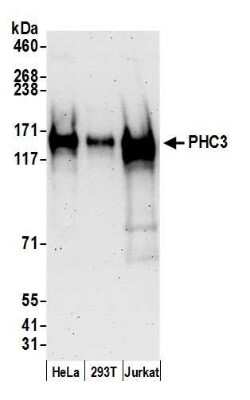 Western Blot: PHC3 Antibody [NB100-77312]