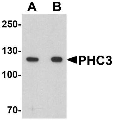 Western Blot: PHC3 AntibodyBSA Free [NBP2-82020]