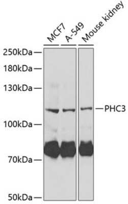 Western Blot: PHC3 AntibodyBSA Free [NBP2-94030]