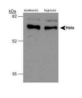 Western Blot: PHD4/HIF Prolyl Hydroxylase 4 Antibody [NB100-295]