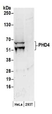 Western Blot: PHD4/HIF Prolyl Hydroxylase 4 Antibody [NB100-295]