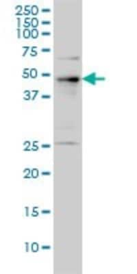 Western Blot: PHF1 Antibody (2D3) [H00005252-M01]