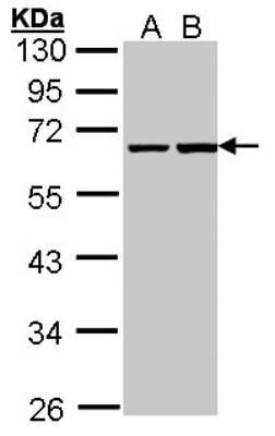 Western Blot: PHF1 Antibody [NBP1-32120]