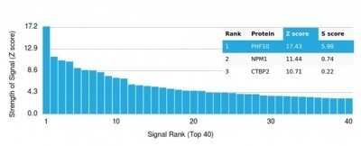 Protein Array: PHF10 Antibody (PCRP-PHF10-2A10) - Azide and BSA Free [NBP3-14153]