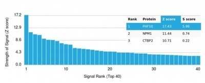 Protein Array: PHF10 Antibody (PCRP-PHF10-2A10) [NBP3-13750]