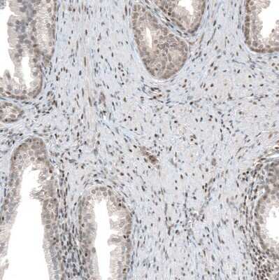 Immunohistochemistry-Paraffin: PHF15 Antibody [NBP1-81531]