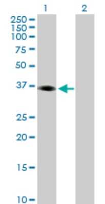 Western Blot: PHF15 Antibody [H00023338-B02P]