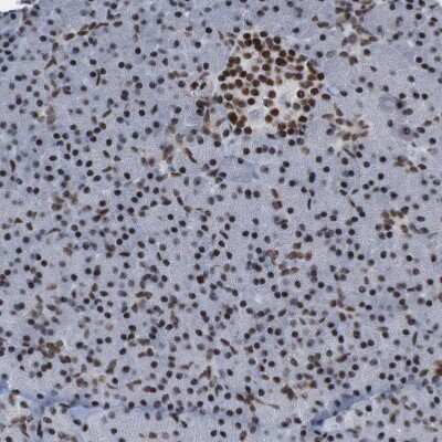 Immunohistochemistry-Paraffin: PHF2 Antibody [NBP1-83080]